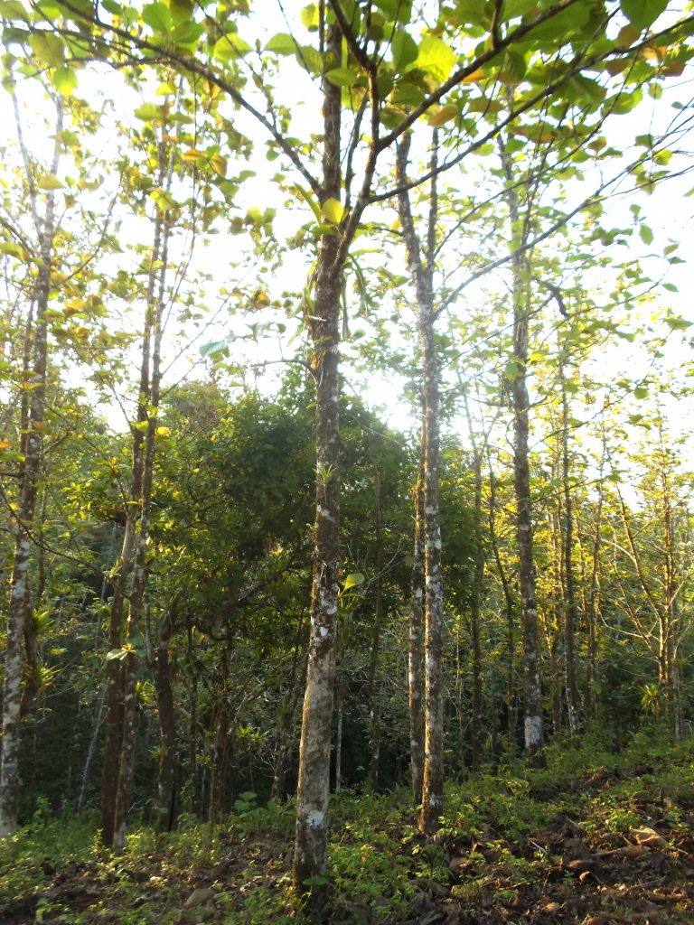 Teak trees in Siempre Verde, a farm located by the La Cangreja national park.