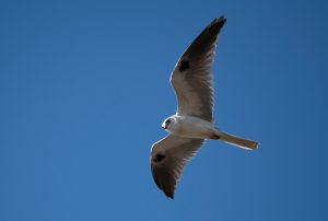 Hawk against blue sky