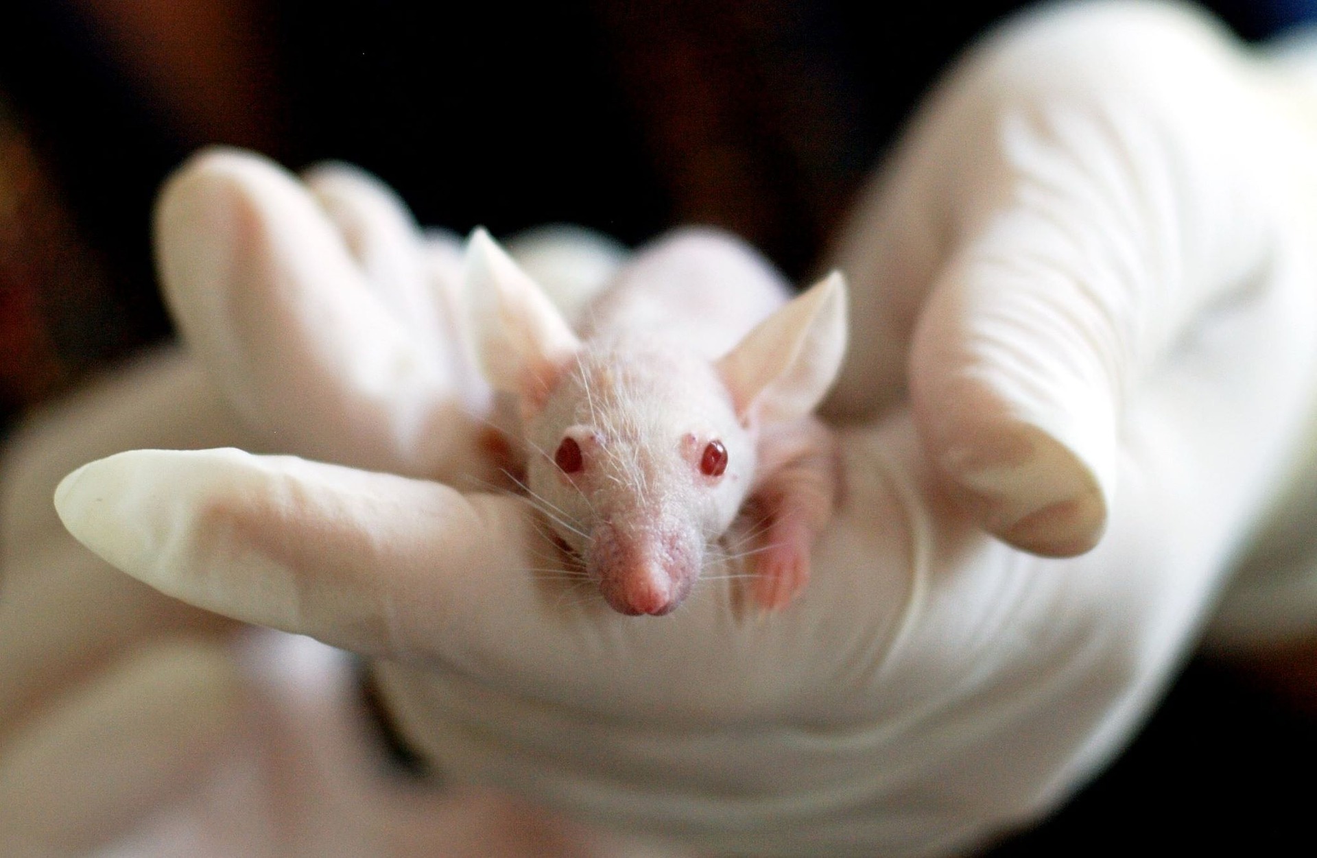 Animal Testing and its Alternatives – Morning Sign Out at UCI