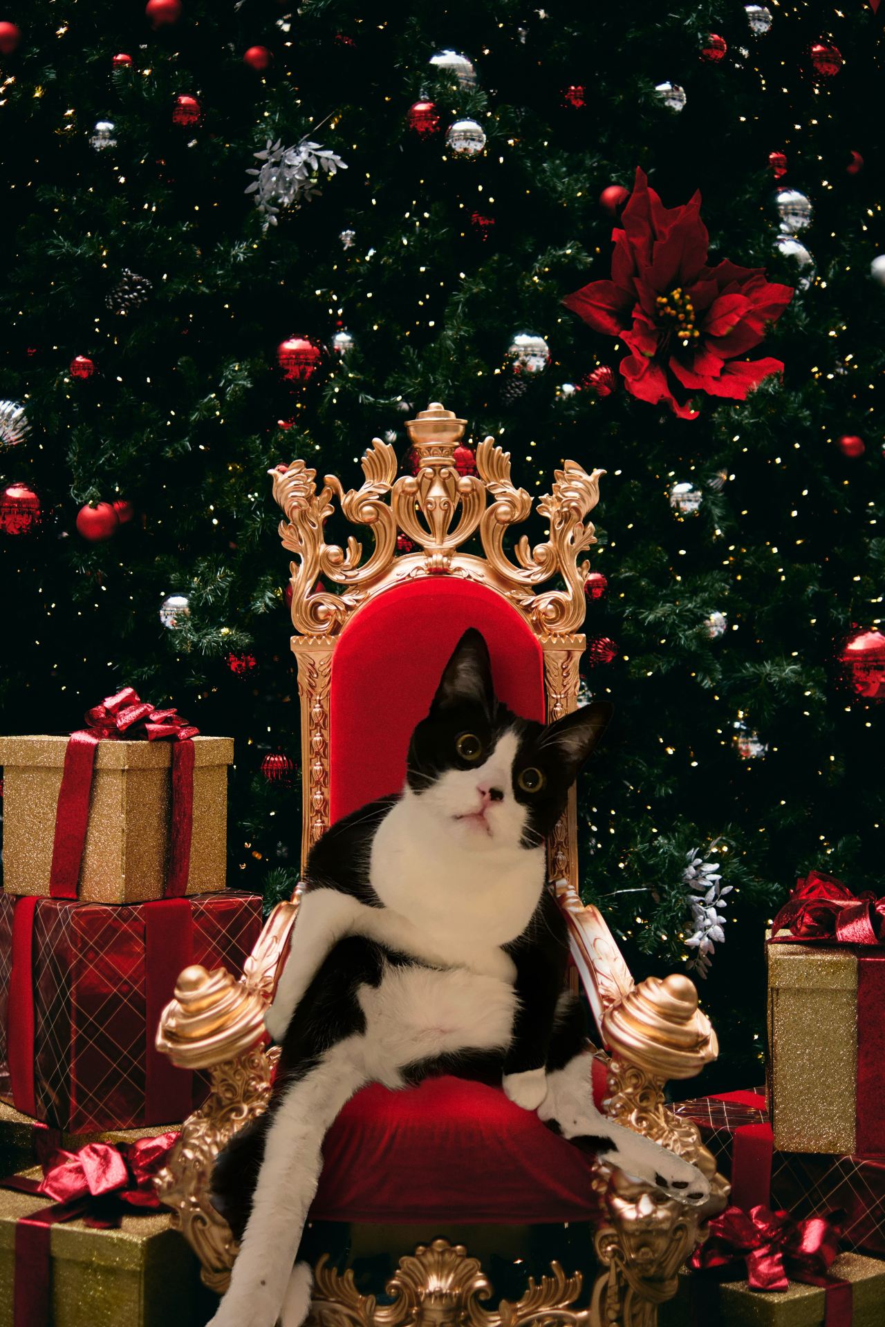 tuxedo cat sitting on a holiday throne