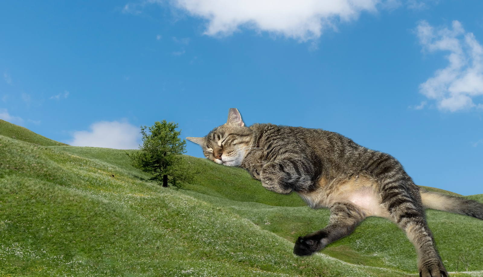 cat sleeping on a hillside